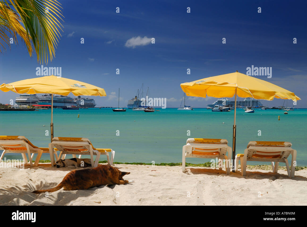 Gelbe Sonnenschirme am großen Bucht Philipsburg mit schlafenden Hunde Niederländische Antillen-Karibik-Insel St. Martin Stockfoto