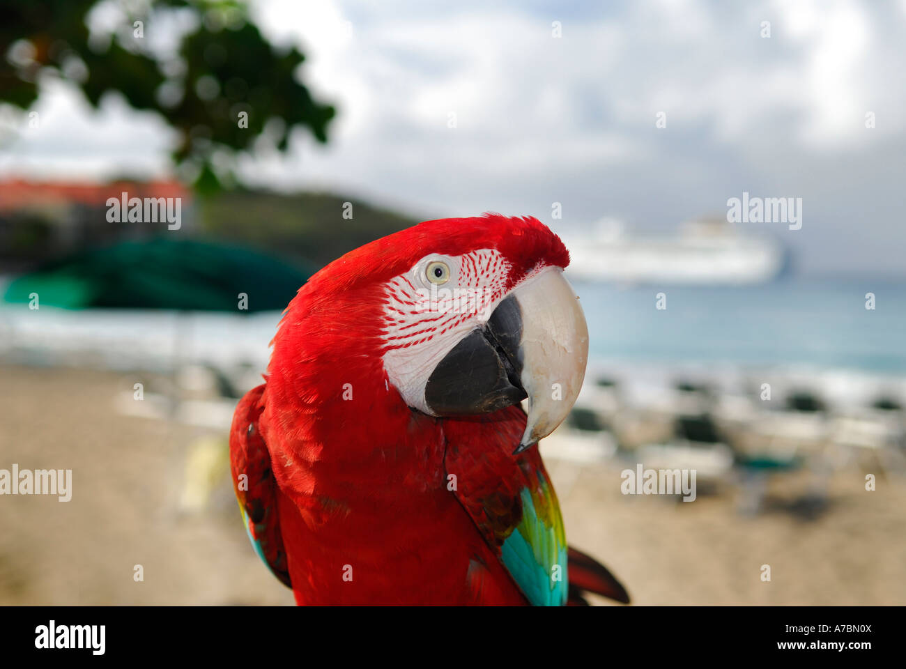 Rote und grüne Papagei in einem Resort am Strand von Divi Little Bay St-Martin-Niederlande-Antillen-Karibik-Insel Stockfoto Rote und grüne Papagei in einem Resort am Strand von Divi Little Bay St-Martin-Niederlande-Antillen-Karibik-Insel Stockfoto