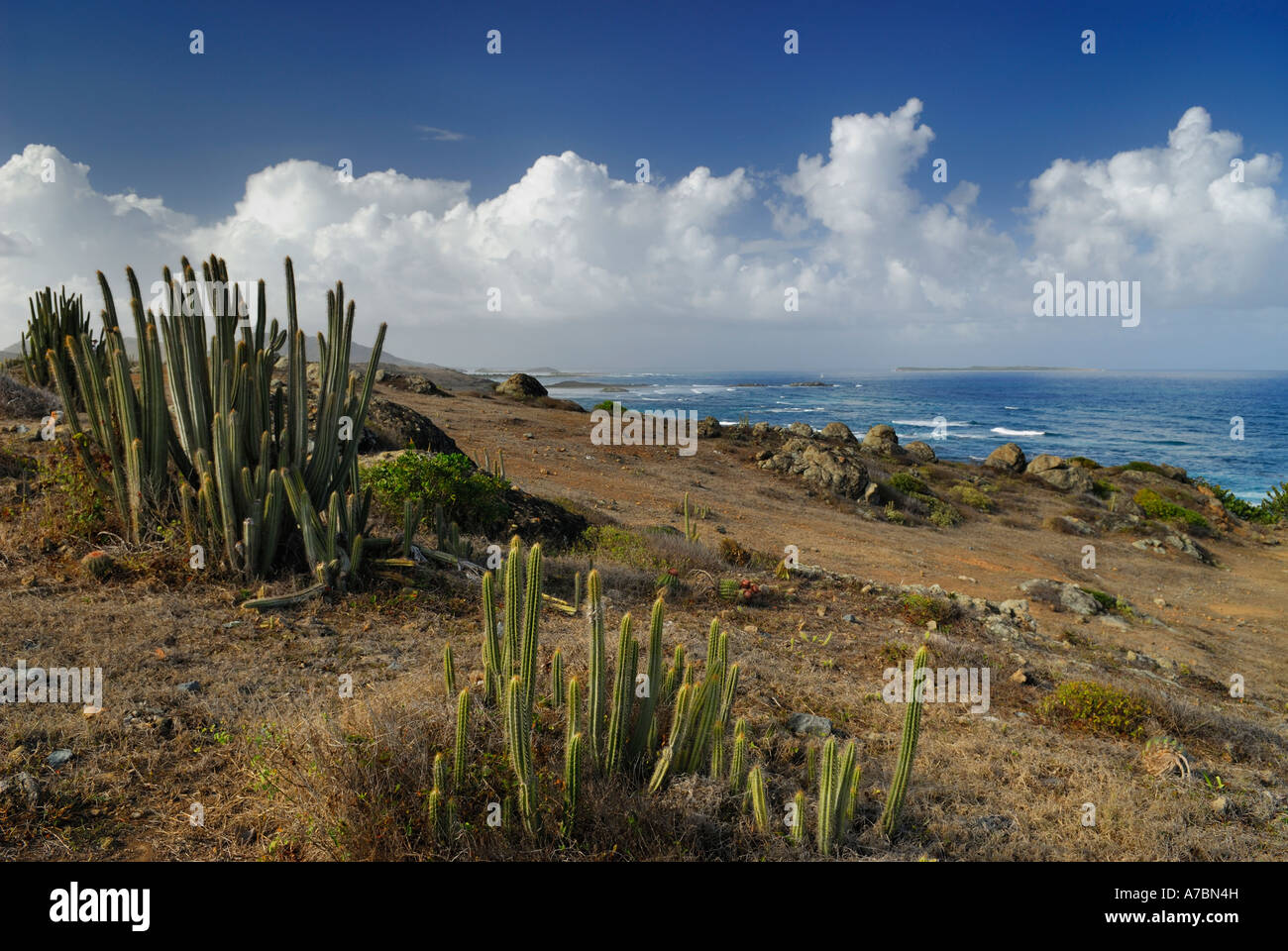 Wüste Pflanzen und Atlantik bei Babit Point St Martin Französisch Seite West Indies Karibik-Insel Stockfoto Wüste Pflanzen und Atlantik bei Babit Point St Martin Französisch Seite West Indies Karibik-Insel Stockfoto