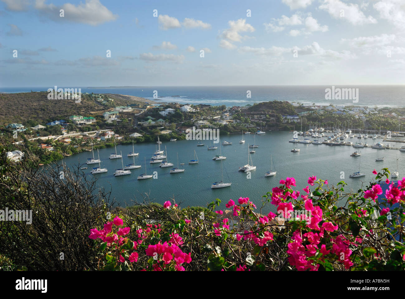 Bougainvillea-Blüten in Oyster Pond Marina in Karibik-Insel St. Maarten Niederländische Antillen Stockfoto