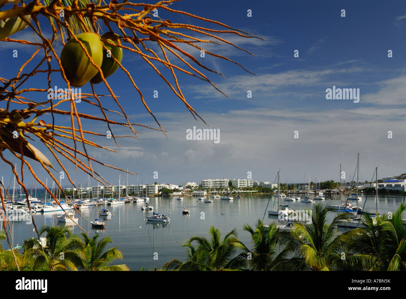 Kokos-Frucht über Oyster Pond Marina in Karibik-Insel St. Maarten Niederländische Antillen Stockfoto