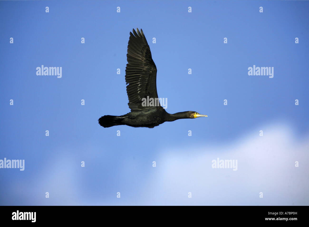 Kormoran - fliegen / Phalacrocorax Carbo Stockfoto
