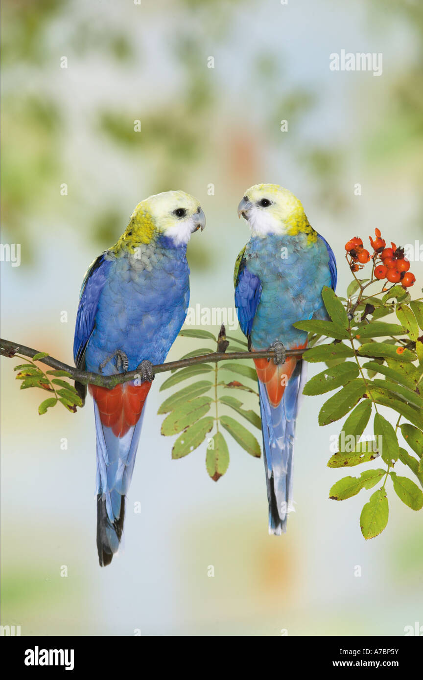 Blass - vorangegangen Rosella (adscitus Platycercus). Paar thront auf fruchtkörper Rowan Zweig Stockfoto