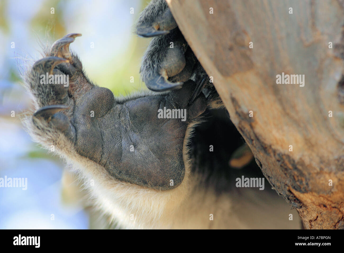 Koala (Phascolarctos cinereus). Nahaufnahme der Fuß mit Krallen Stockfotografie Alamy