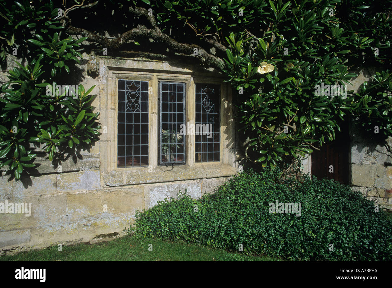 Athelhampton House Mauerwerk mit Bleiglasfenster Reife Magnolia Grandiflora Kletterwand Dorset-England Stockfoto