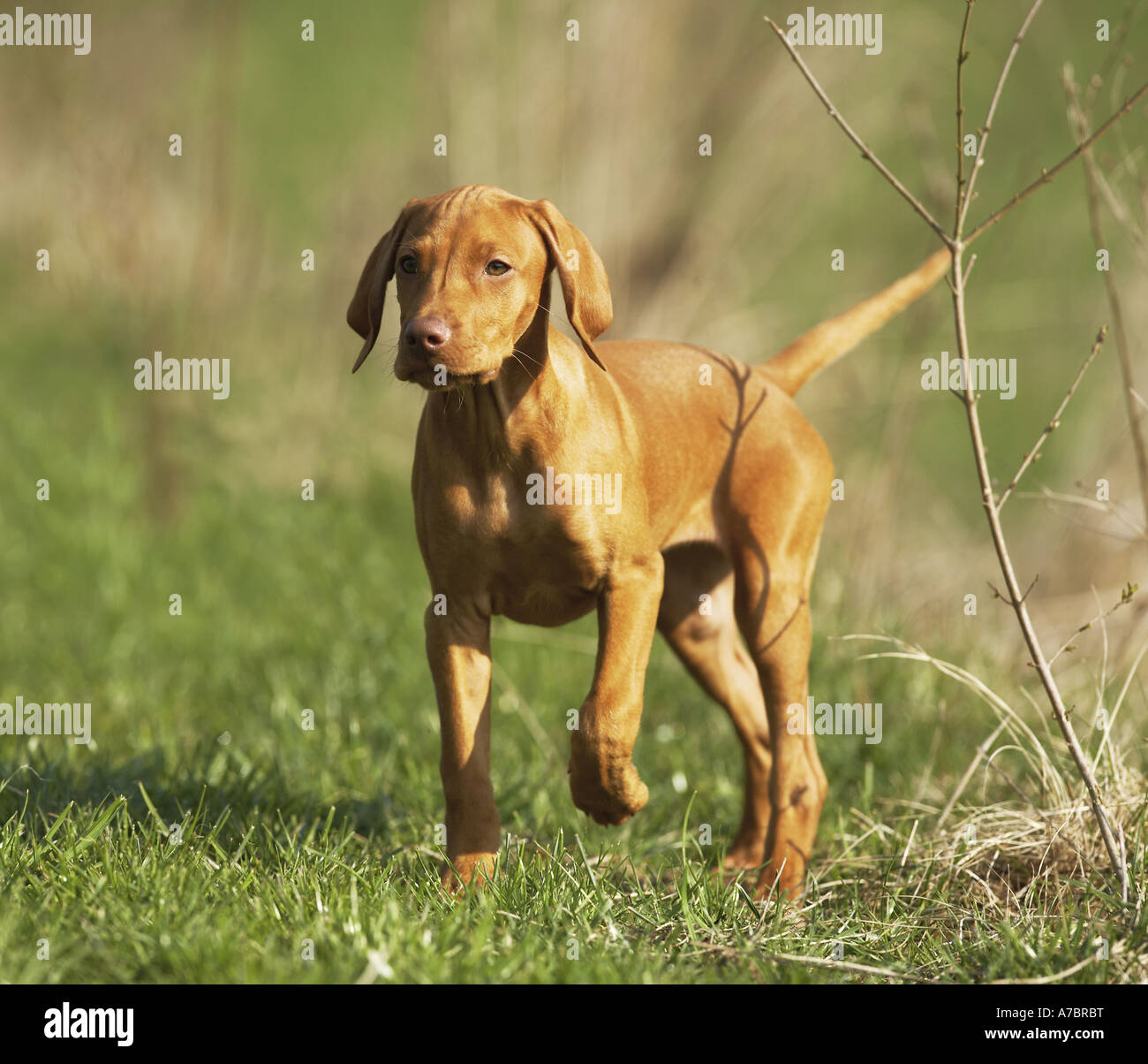 Magyar Vizsla Welpen auf Wiese Stockfoto