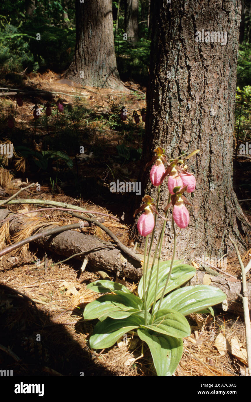 Pink Lady Slipper Pflanze in voller Blüte im Wald Stockfoto