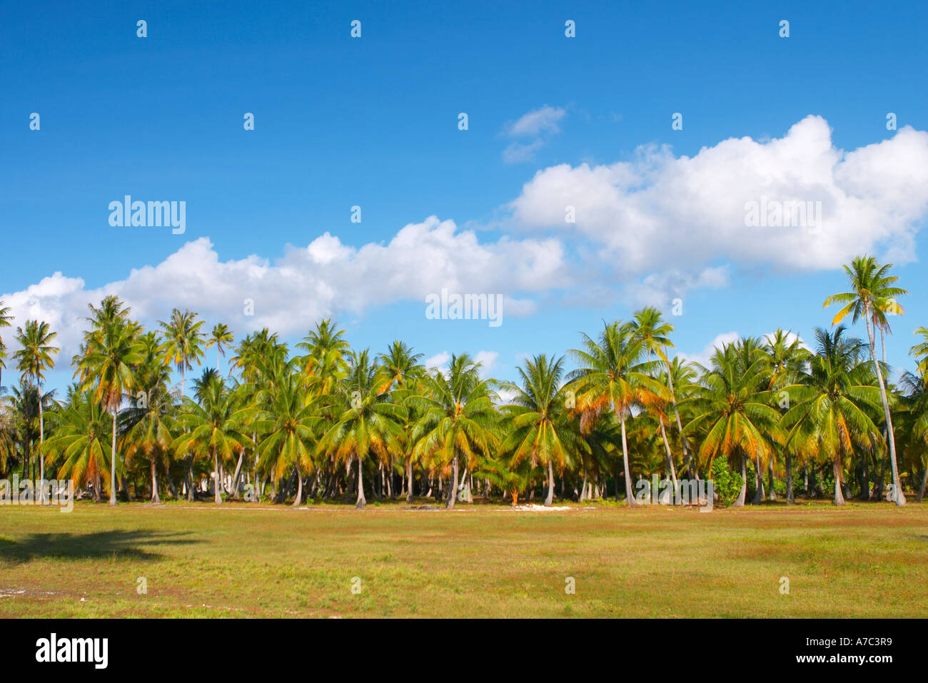 Coconut Groove in Tuherera Dorf Tikehau Atoll Tuamotu Inseln Französisch-Polynesien Stockfoto