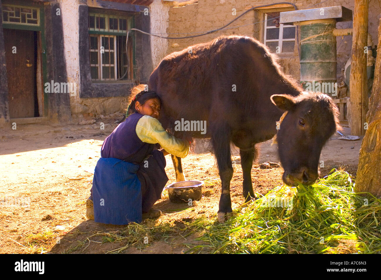 Frau melkt die Kuh in Samye Kloster Tibet China Stockfoto