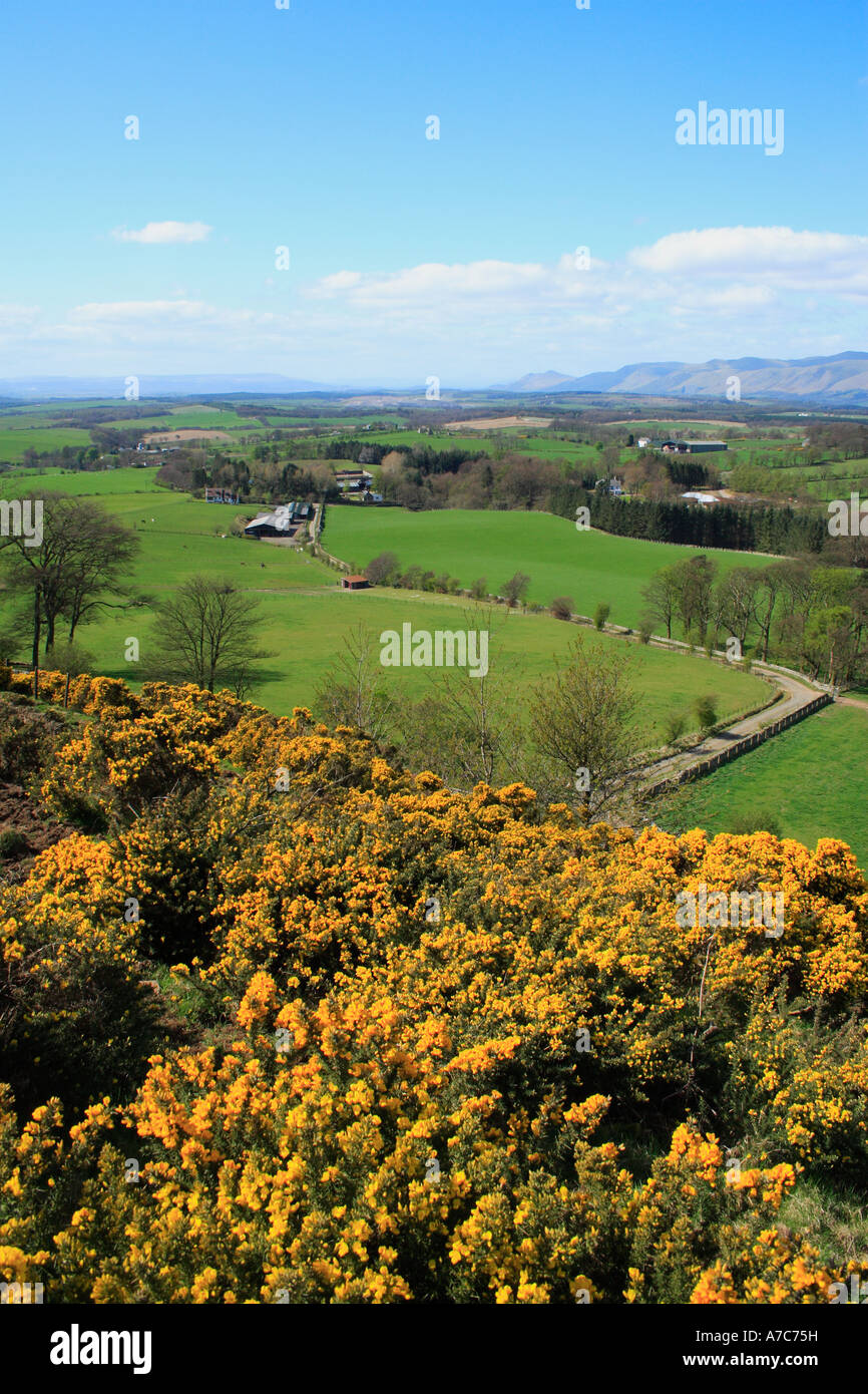 Ginster wächst in den Central Lowlands von Schottland Ulex europaeus Stockfoto
