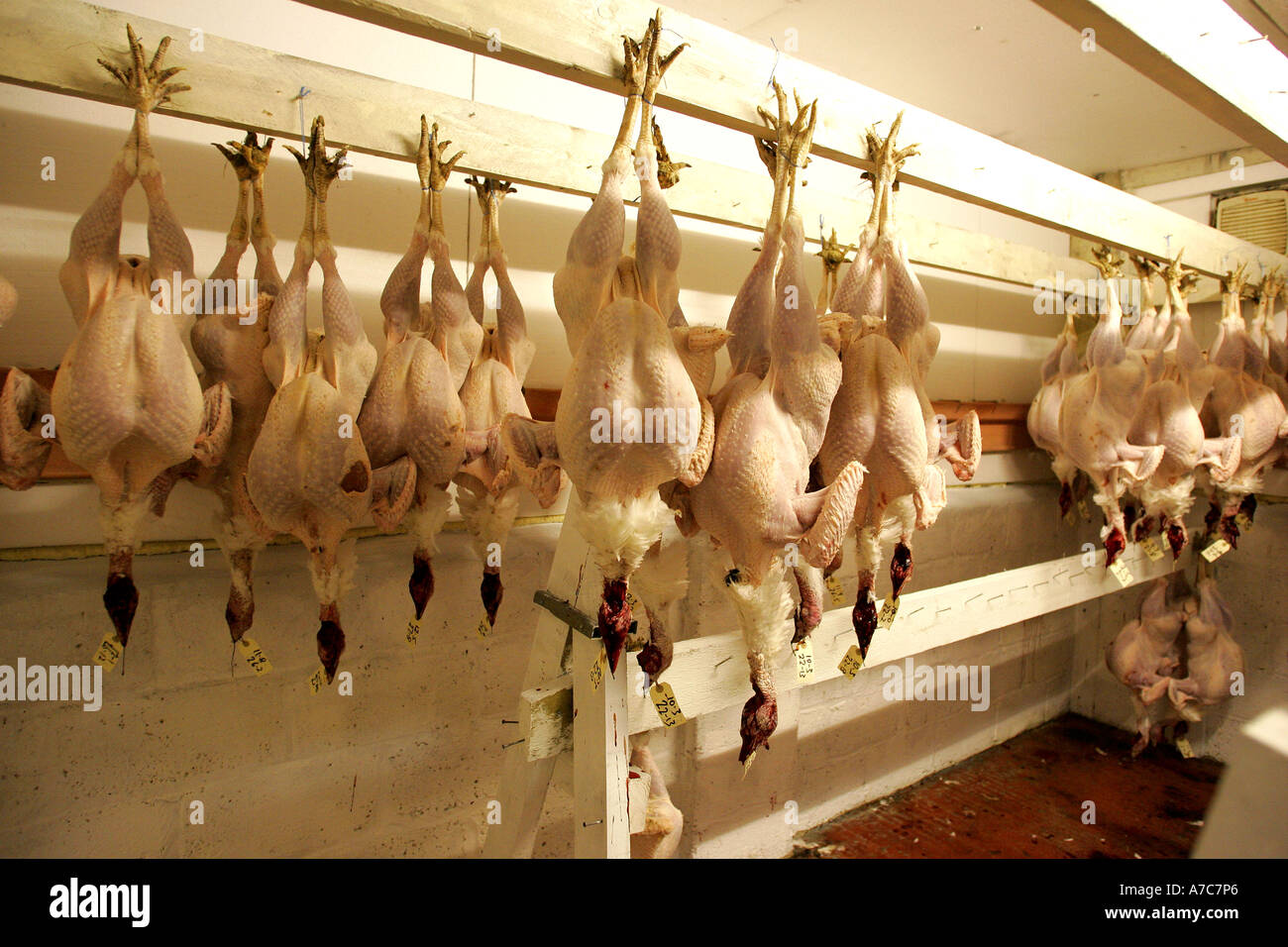 Truthähne zu Weihnachten in Hampshire, UK Stockfoto