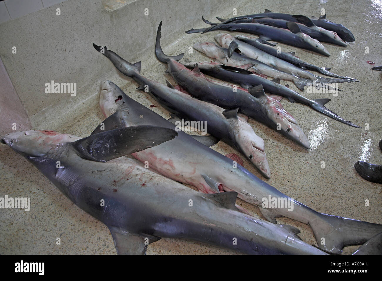 Morocco shark sharks fishing -Fotos und -Bildmaterial in hoher Auflösung –  Alamy