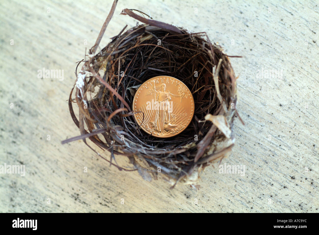 Nest mit gold Münze Geld Stockfoto