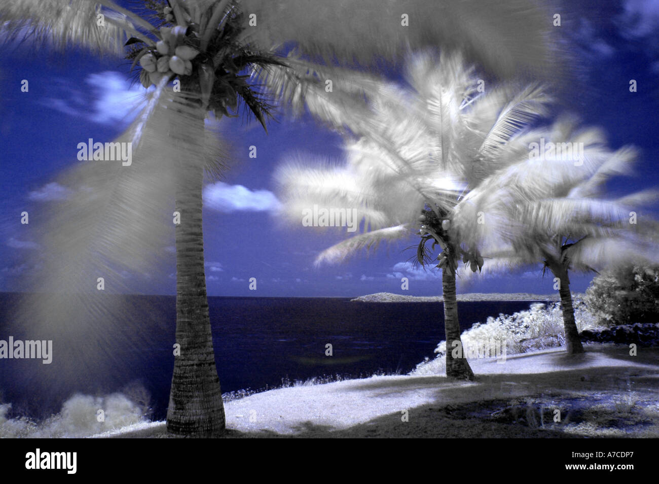 Palmen am Strand Sarina in QLD zwischen Townsville und Rockhampton in Australien Stockfoto
