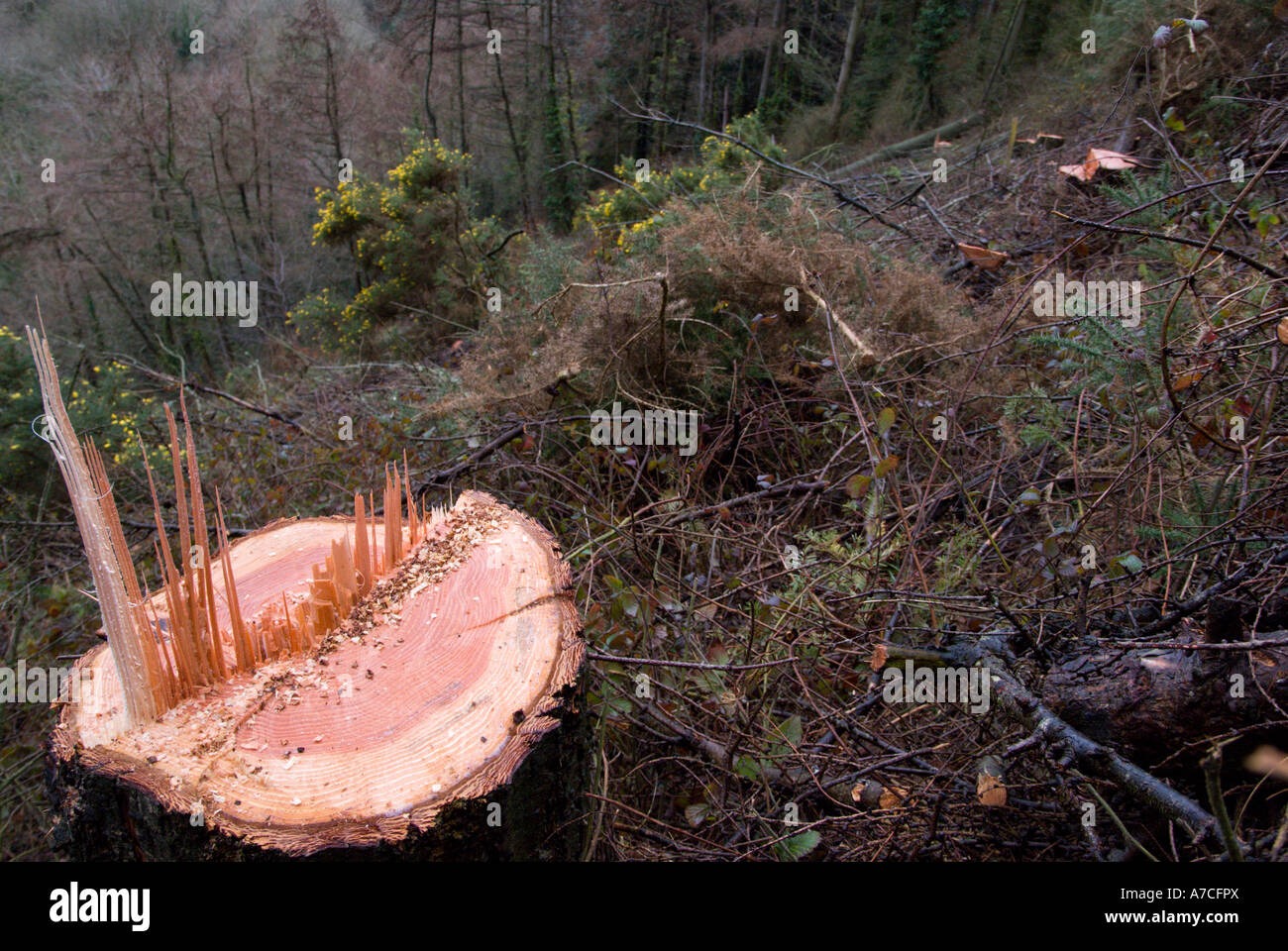Baumstumpf aus Holzschlag eine Douglas-Tanne, Wales. Stockfoto