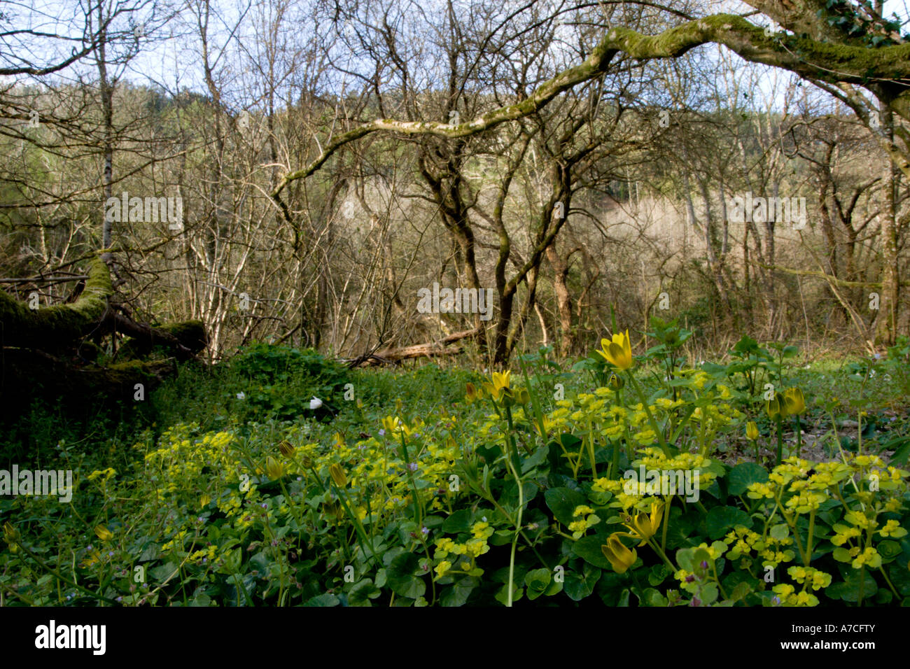 Anstieg der Frühlingsblumen auf dem Waldboden, Wales, Großbritannien. Stockfoto