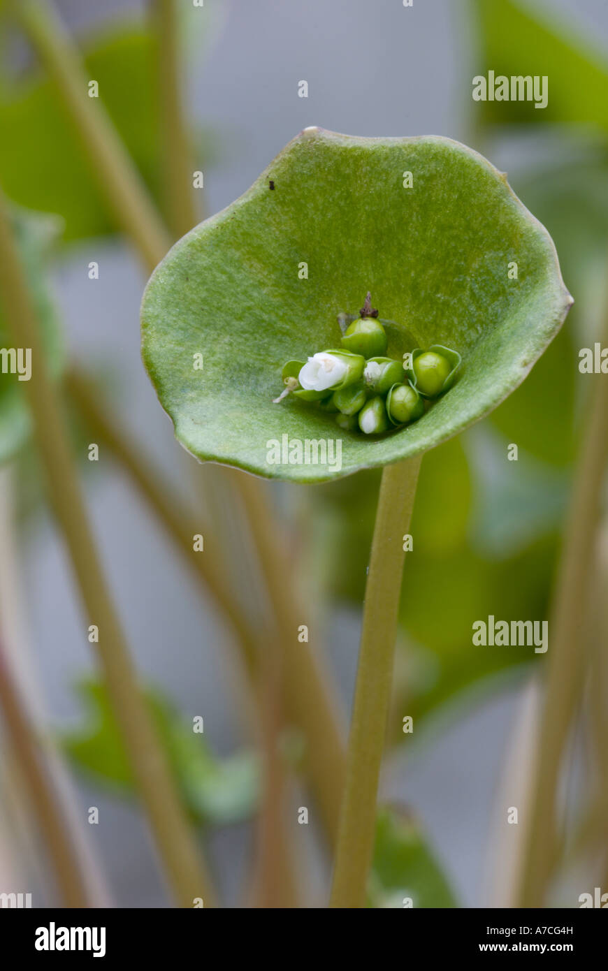 Winter Purslane Salat Ernte, Montia perfoliata, Wales, Großbritannien. Stockfoto