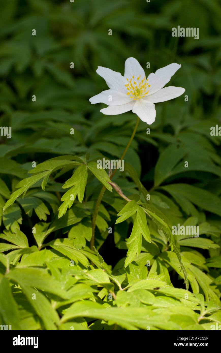 Single Wood Anemone Blume in einem Frühlingswald, Anemone nemorosa, Wales, Großbritannien. Stockfoto