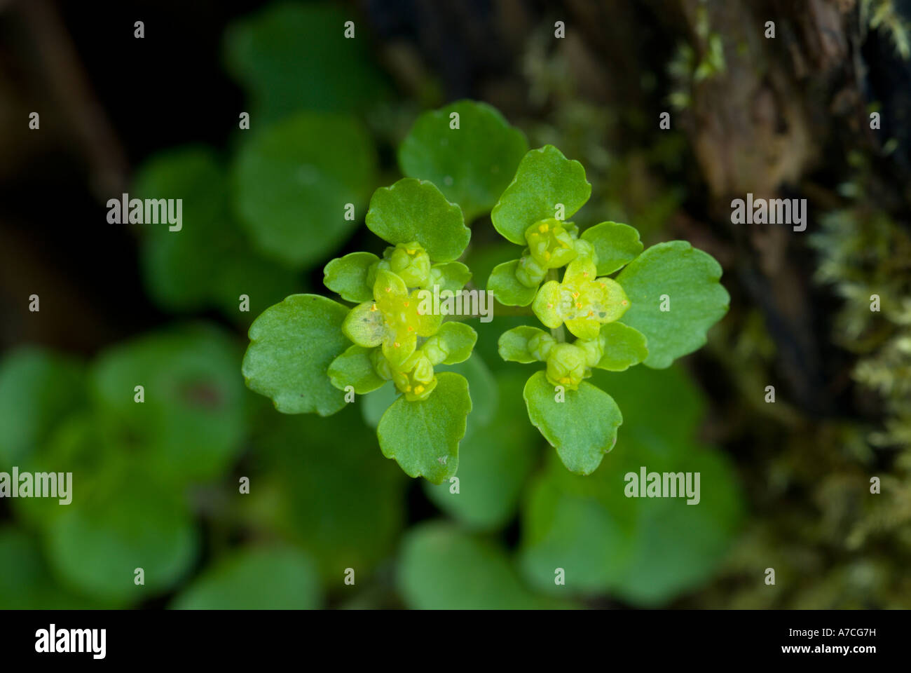 Holz-Wolfsmilch Pflanzen auf dem Waldboden, Frühling, Euphorbia Amygdaloides, Stockfoto