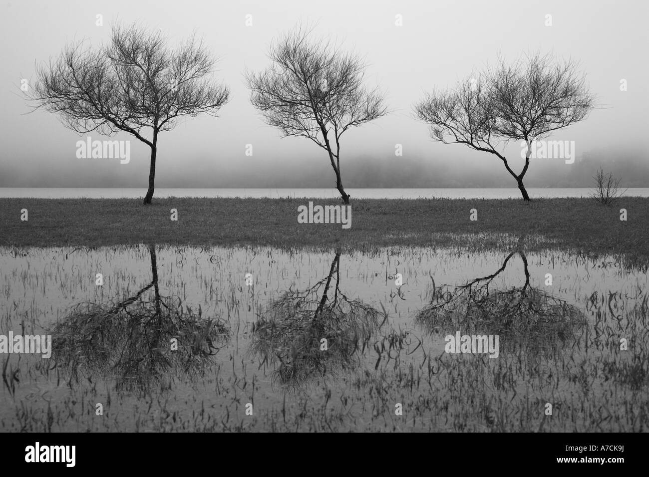 Drei Bäume aufgereiht und im Wasser spiegeln. Furnas Lake, Azoren, Portugal Stockfoto
