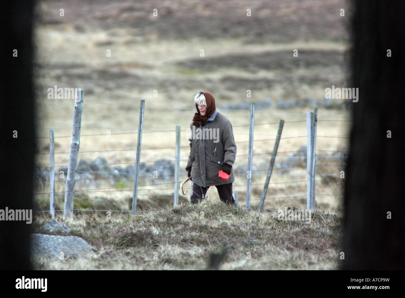 Camilla Duchess of Rothesay allein zu Fuß in den Regen auf öffentliche Fußwege in der Nähe von Balmoral Scotland UK Stockfoto