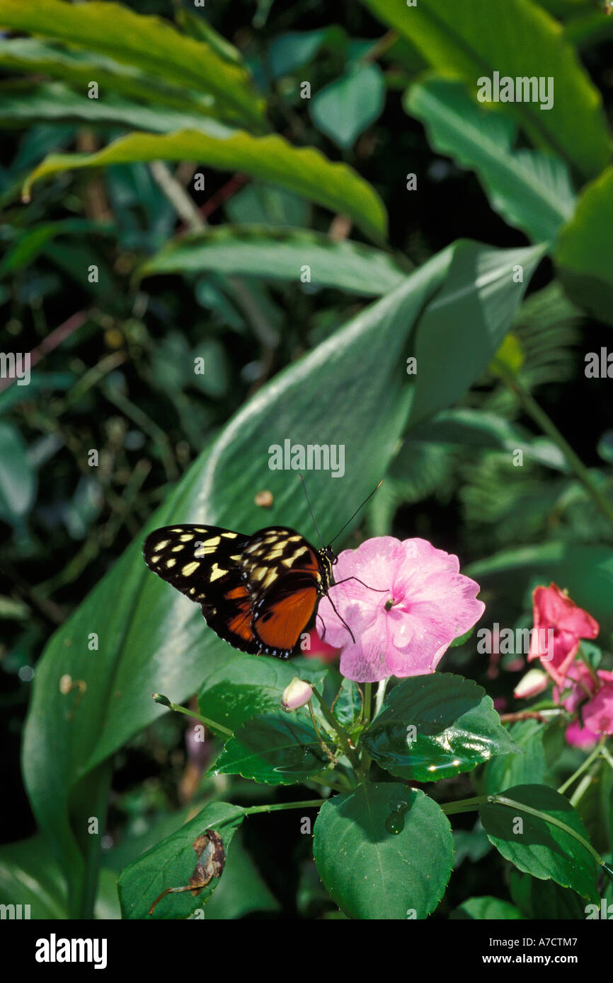 Der goldene Helicon Schmetterling Heliconius Hecate Butterfly Garden Victoria British Columbia Stockfoto