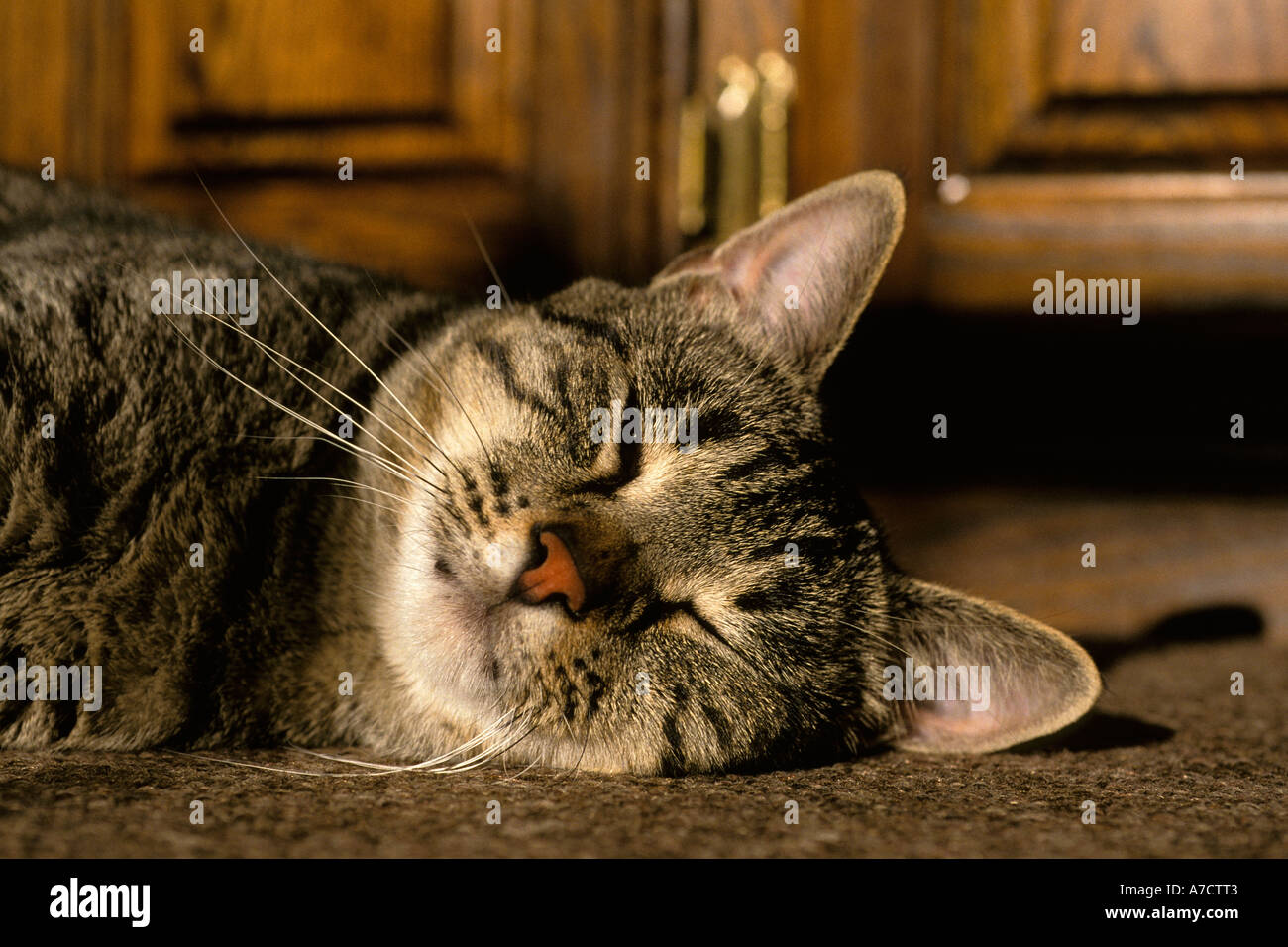 Nordamerikanische Tabby Katze schläft in der Nachmittagssonne auf Teppichboden Stockfoto