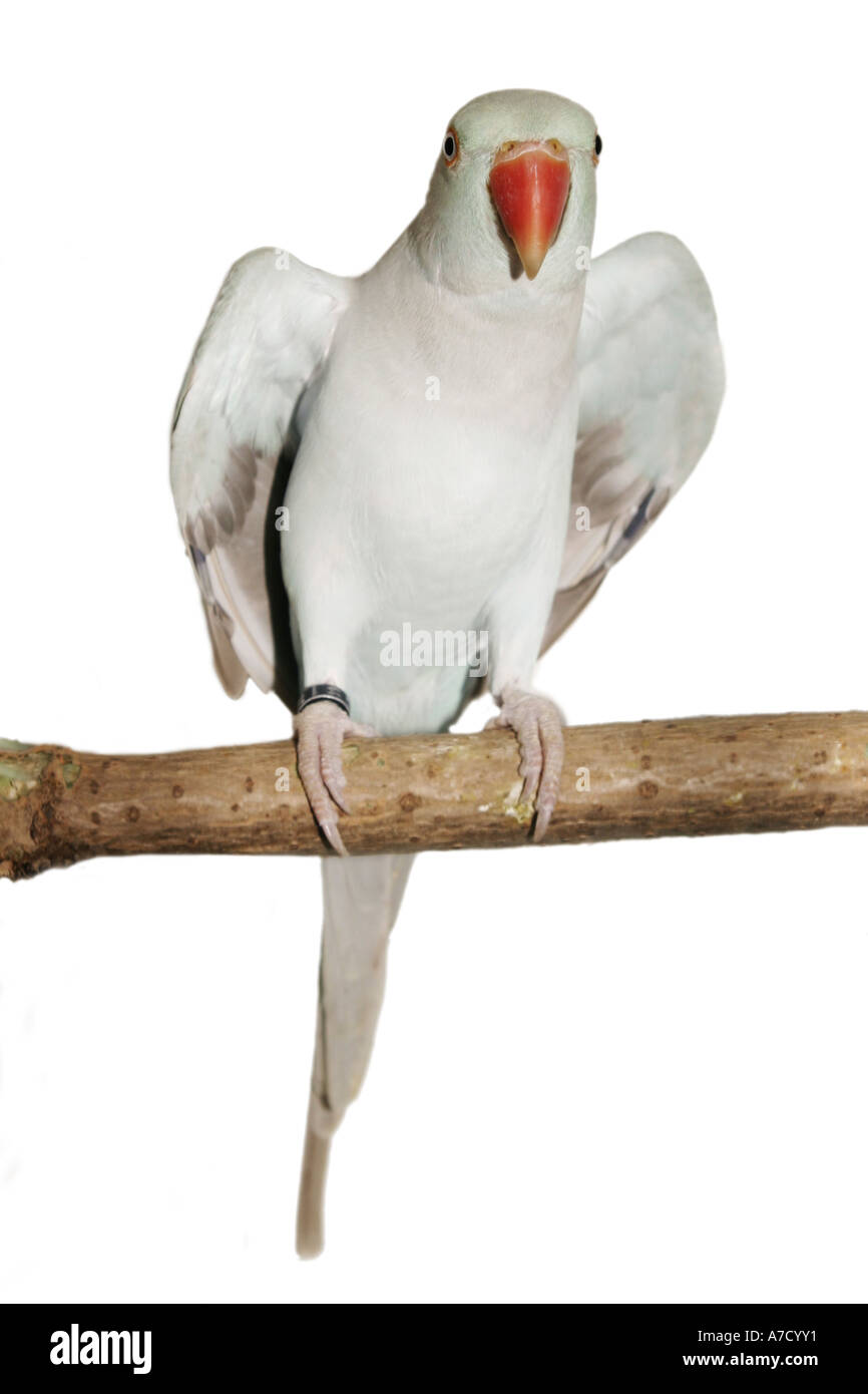 Ring-necked Parakeet (geflohen waren) Stockfoto