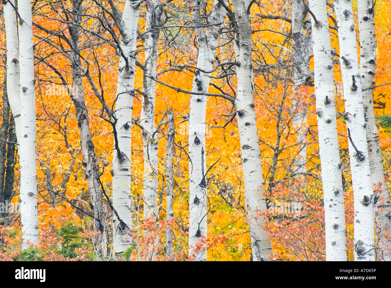 Espe Bäume im Herbst Farbe Washington Kaskaden USA Stockfoto