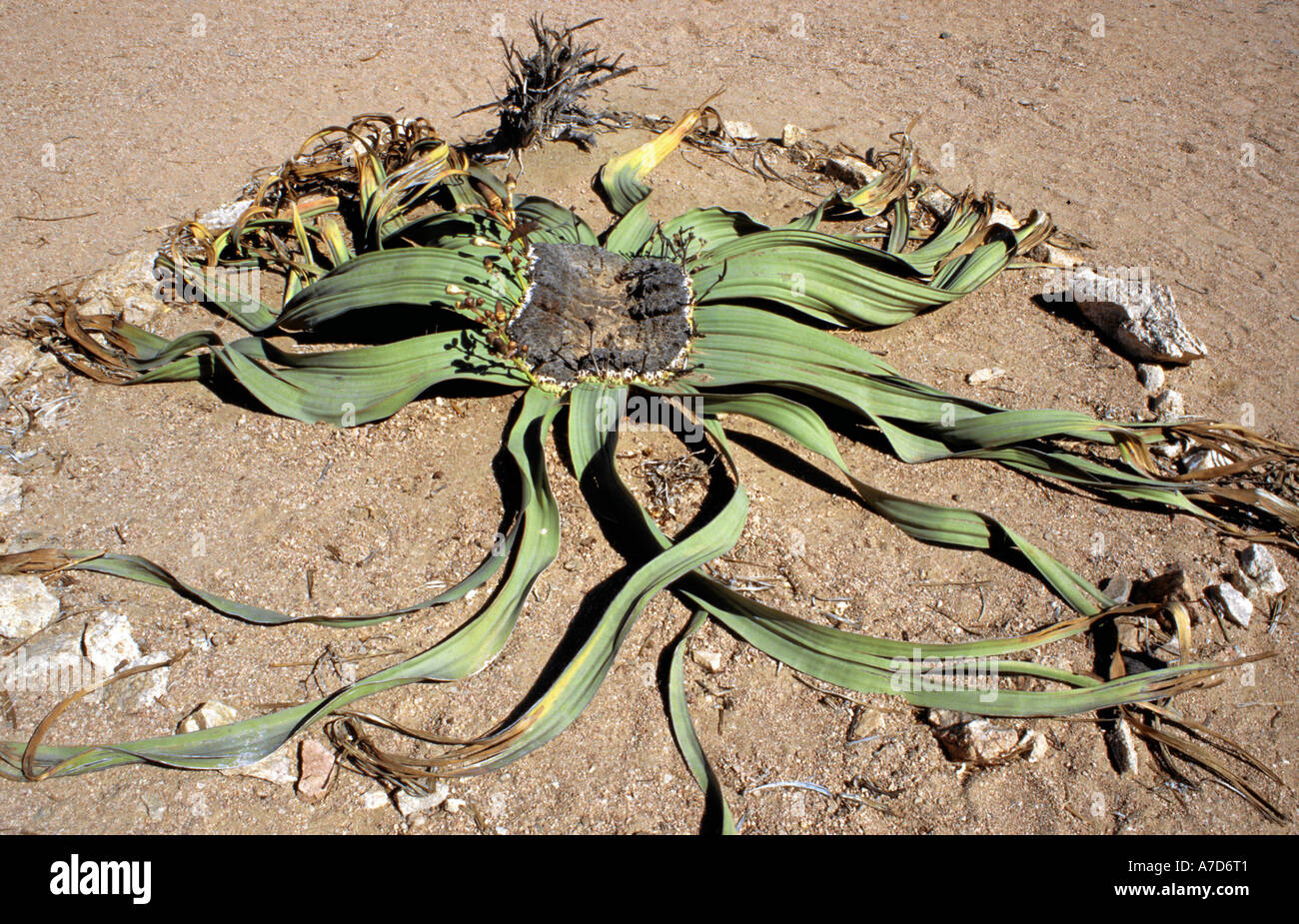 Welwitschia Mirabilis, Namibia Stockfoto
