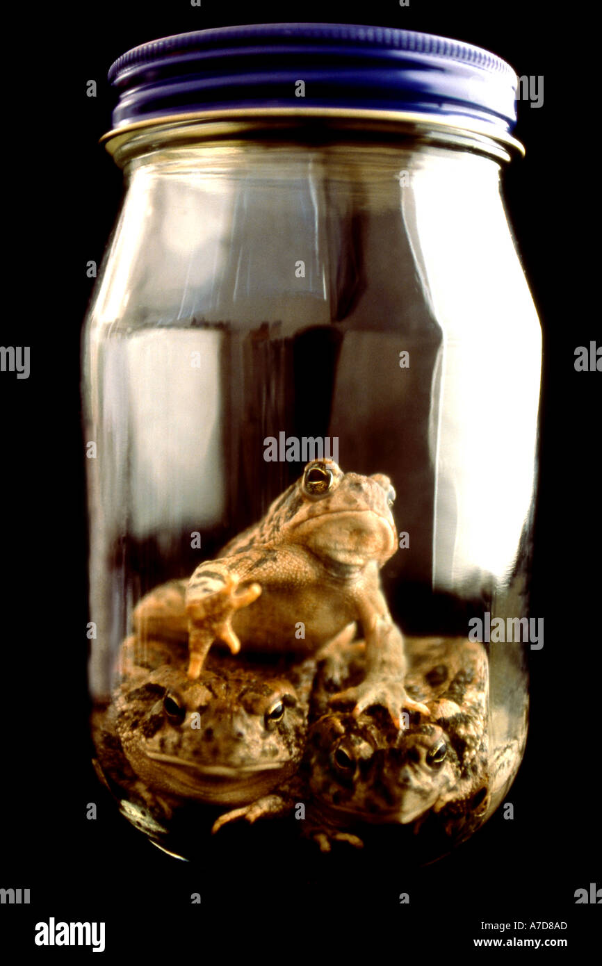 Drei Gefangene Frösche in Glas Stockfoto