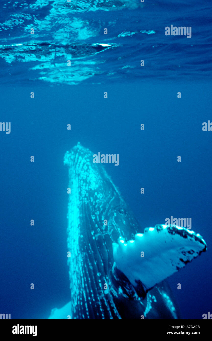 Buckelwal Impressionen Novaeangliae Pazifik Stockfoto