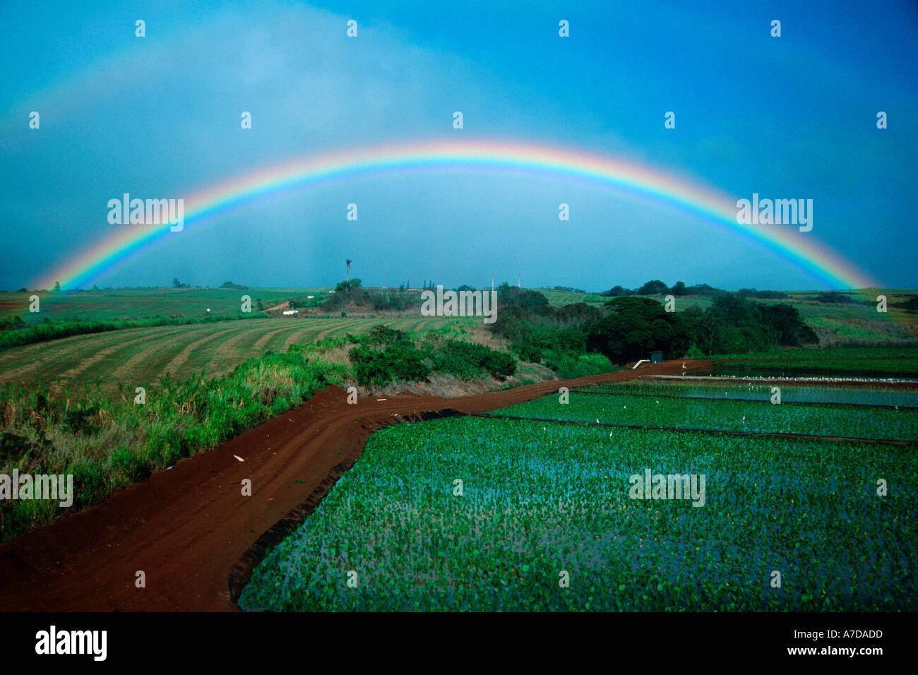 Rainbow und Ananas Feld Oahu Hawaii N Pacific Stockfoto