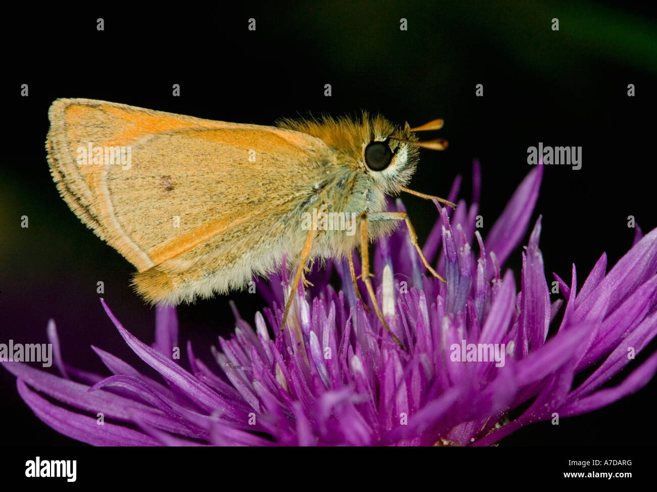 Einen schmuddeligen Skipper Schmetterling auf einer Flockenblume Blüte in einem traditionellen Dorset Wiese, England, UK Stockfoto