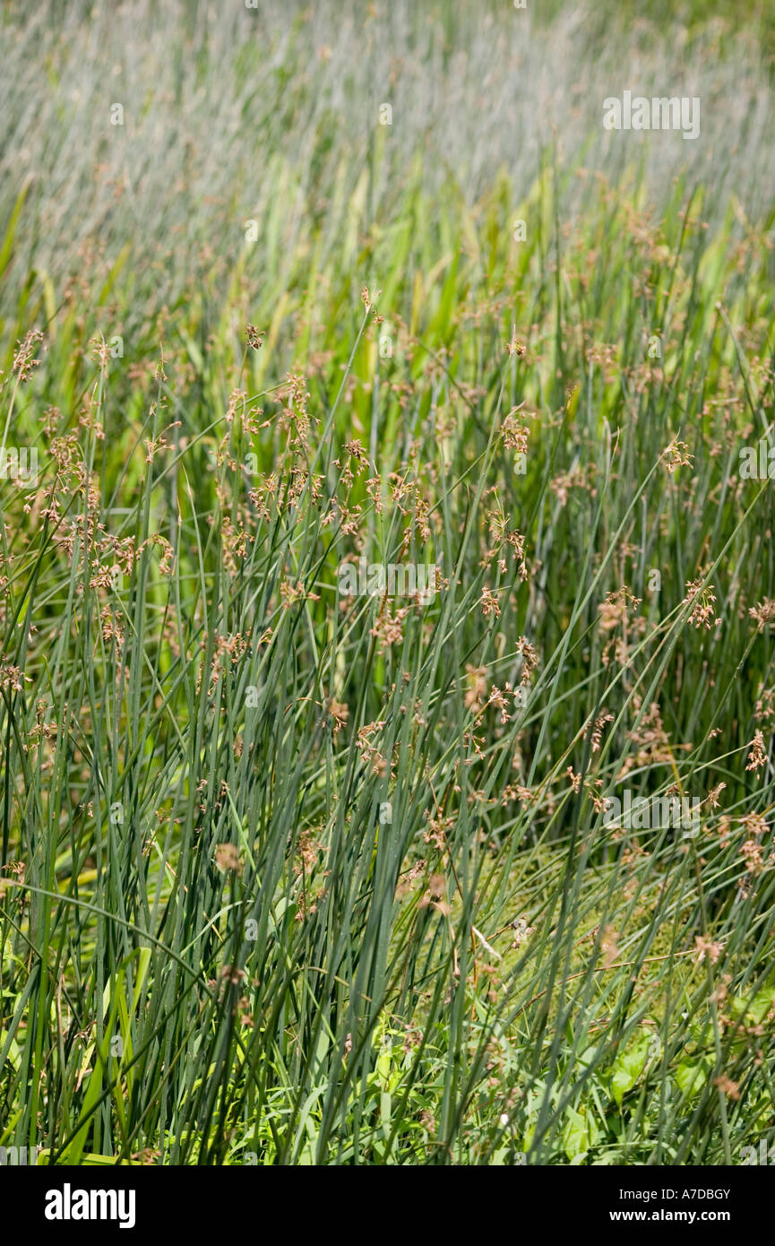 Binsen in der Höhe des Sommers in den Fluss Stour in North Dorset, England, UK grüne Pflanze Blume wächst Stockfoto