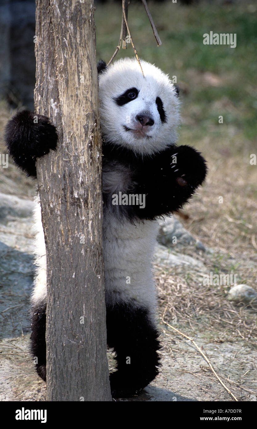 Giant Panda Cub, sechs Monate alt untersucht Baum in Chengdu Panda Zucht Basis, Sichuan, China Stockfoto
