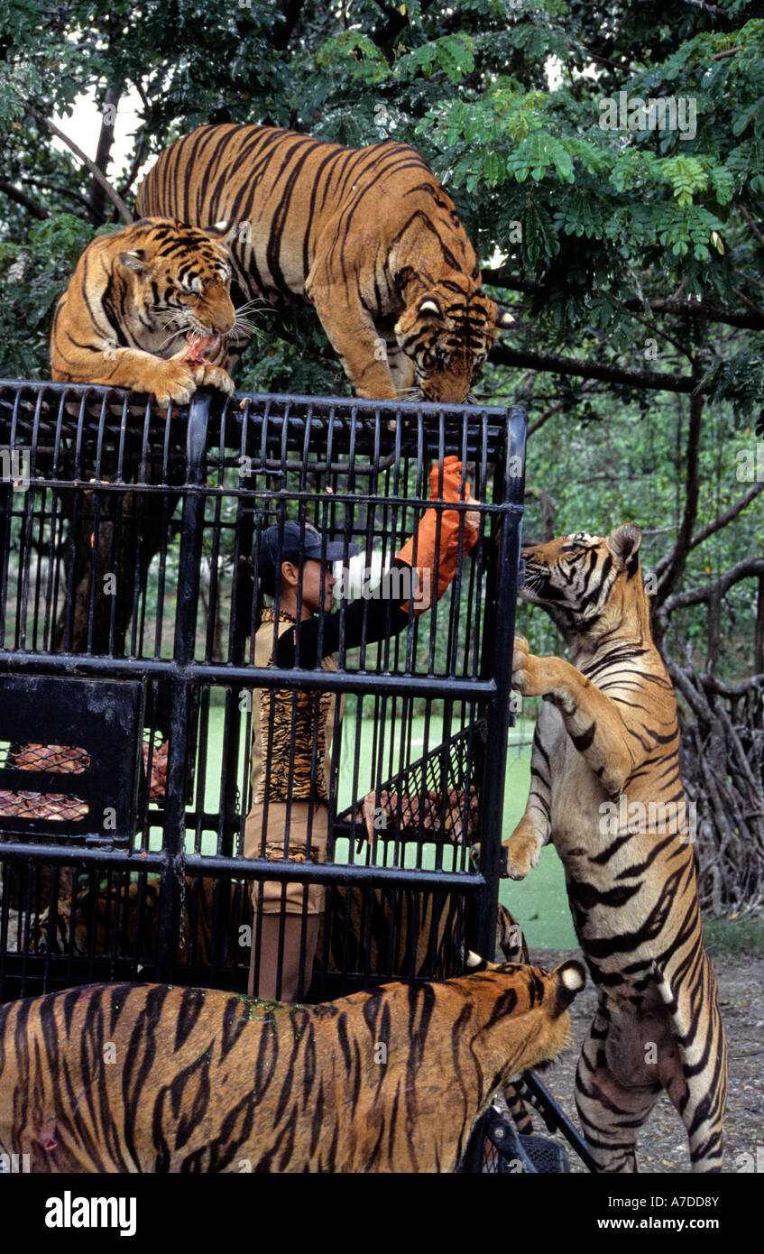Mädchen, die Fütterung Bengal Tiger von einem Käfig LKW bei Safari World, Bangkok, Thailand Stockfoto