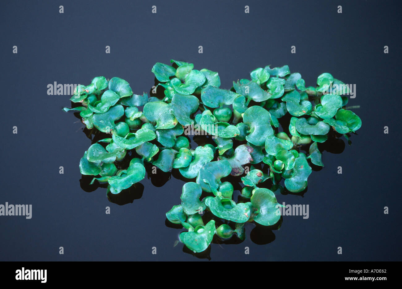 Eichhornia Chrassipes Wasserhyazinthe tropischen invasiven eingebürgerte Arten in einem Kanal in Spanien später ausgerottet Stockfoto