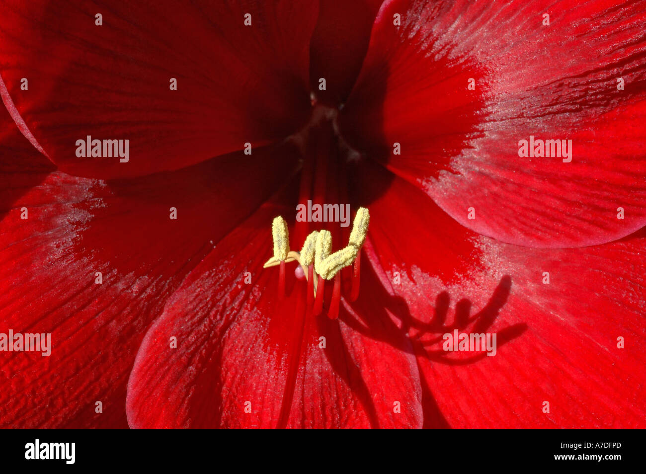 Eine ausführliche schließen auf der Innenseite der Blüte der amaryllis Stockfoto