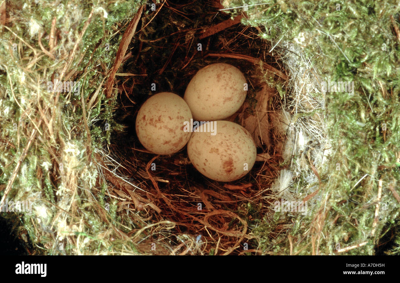 Girlitz Serin Serinus Serinus Europa Europa Gelege Vom Girlitz