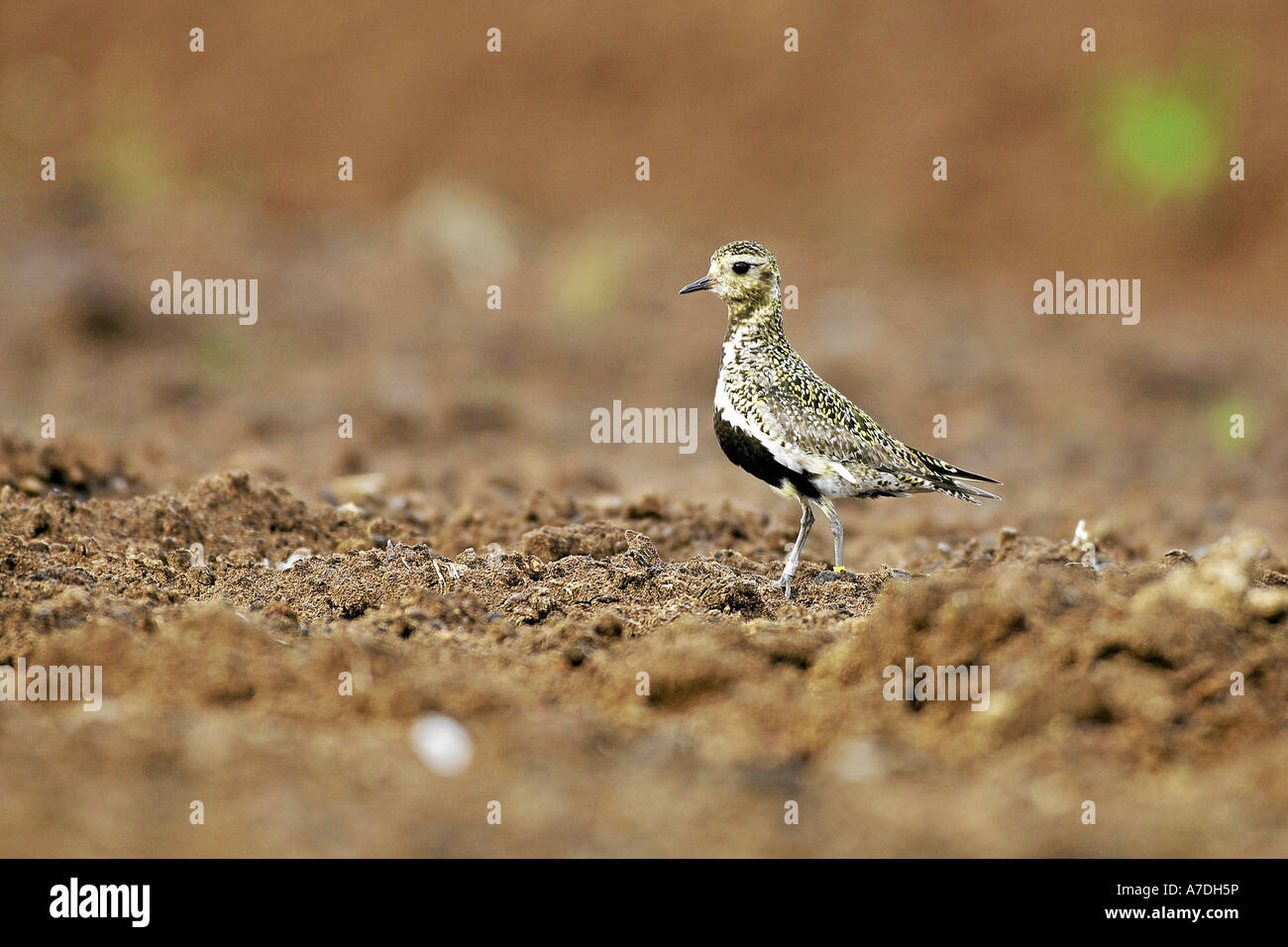 Golden Plover Goldregenpfeifer Pluvialis Apricaria Goldregenpfeifer in der Esterweger Dosis Stockfoto