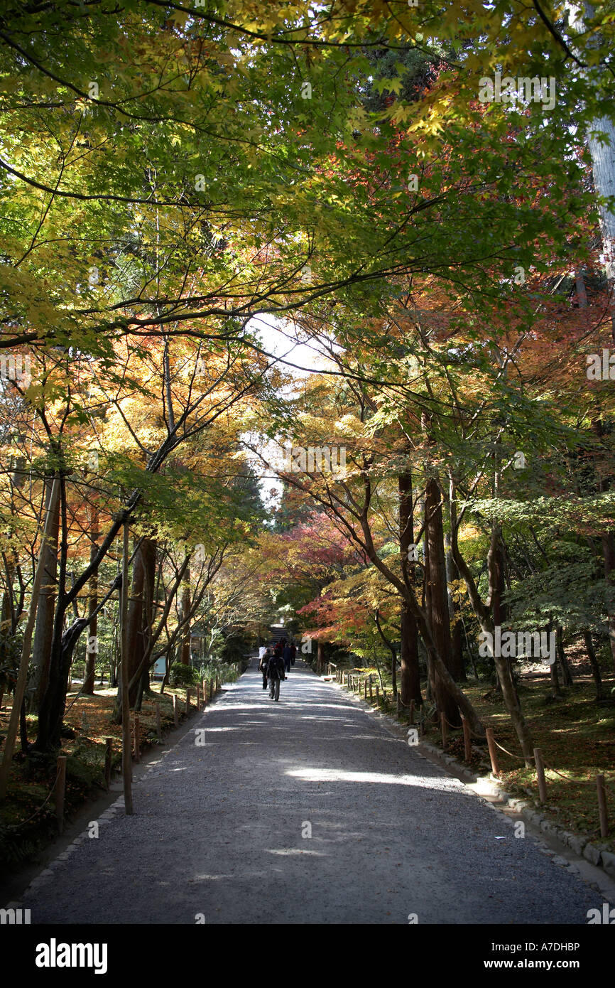 Passanten Avenue von rot und gold Ahorn Baum Herbstlaub in Ryoanji Temple Stadt Kyoto Japan Asien Stockfoto