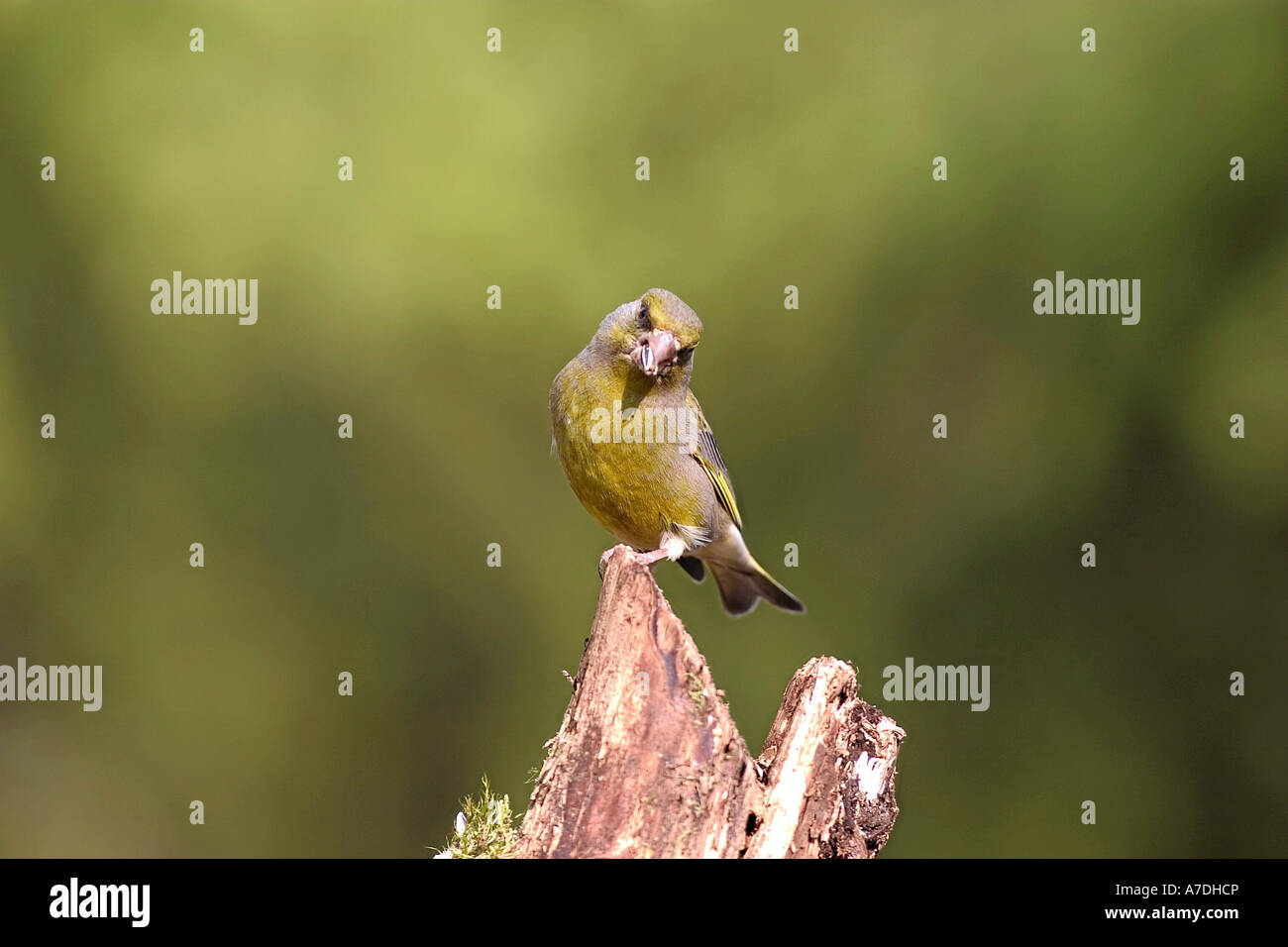 Gruenfink Auf Dem Baum Aufgenommen Im Hamra Nationalpark in Schweden Grünfink Zuchtjahr Chloris Gruenfink Europa europe Stockfoto