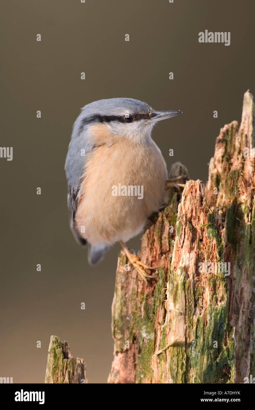 Kleiber Sitta Europaea Kleiber Europa Europa Mitteleuropa Stockfoto