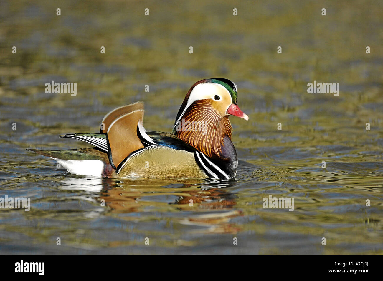 Mandarinenente Madarin Ente Drake Aix galericulata Stockfoto