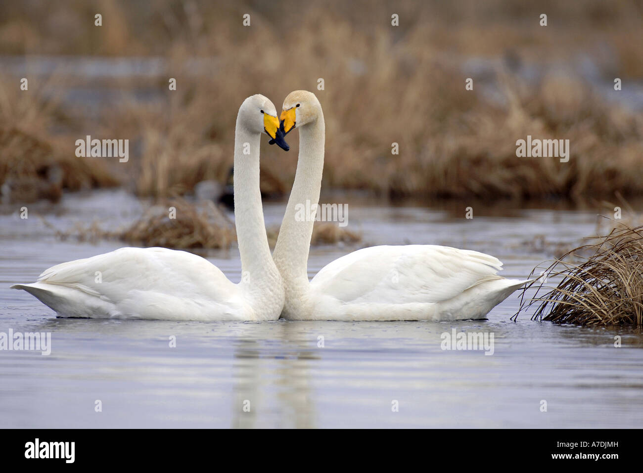 Singschwäne Bei der Balz Singschwan Whooper Schwan Cygnus cygnus Stockfoto