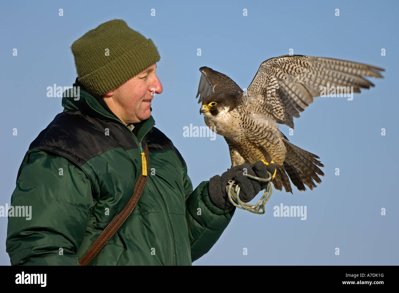 Wanderfalke Falcon Peregrinus Peregrine Raptor Bird von beten Greifvogel Falke Europa Europe Stockfoto