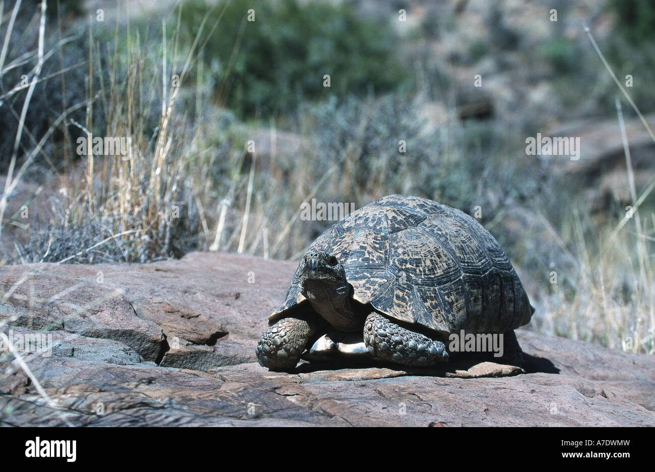Pantherschildkröte (Geochelone Pardalis), Juvenile, Südafrika, Karoo NP Stockfoto