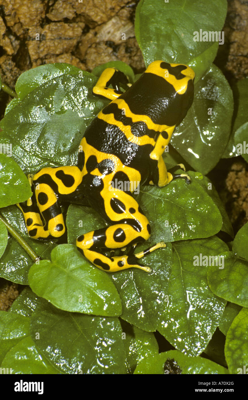 Dendrobatids, Pfeilgiftfrösche, vergiften Pfeil Frösche, Frösche Pfeil-Poison (Dendrobatidae), schwarz-gelb gefärbten Individuen Stockfoto