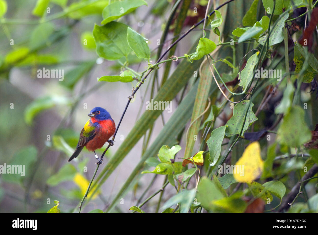 bemalte Bunting (Passerina Ciris), Männlich, beringt, USA, Florida, Audubon Corkscrew Swamp Sanctuary Stockfoto